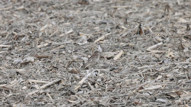 Vesper Sparrow - ML657214151