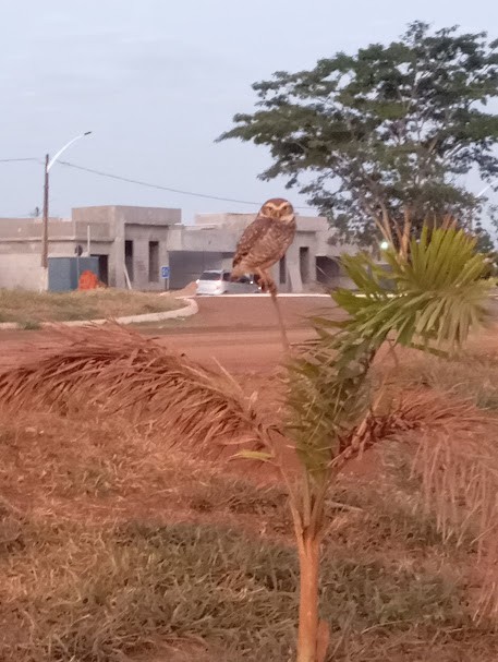Burrowing Owl - ML657214180