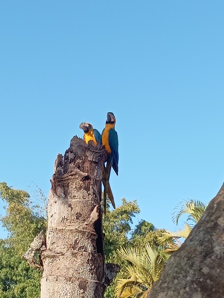Blue-and-yellow Macaw - ML657214186
