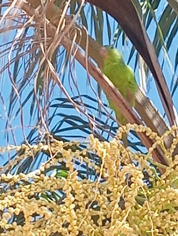 Yellow-chevroned Parakeet - ML657214235