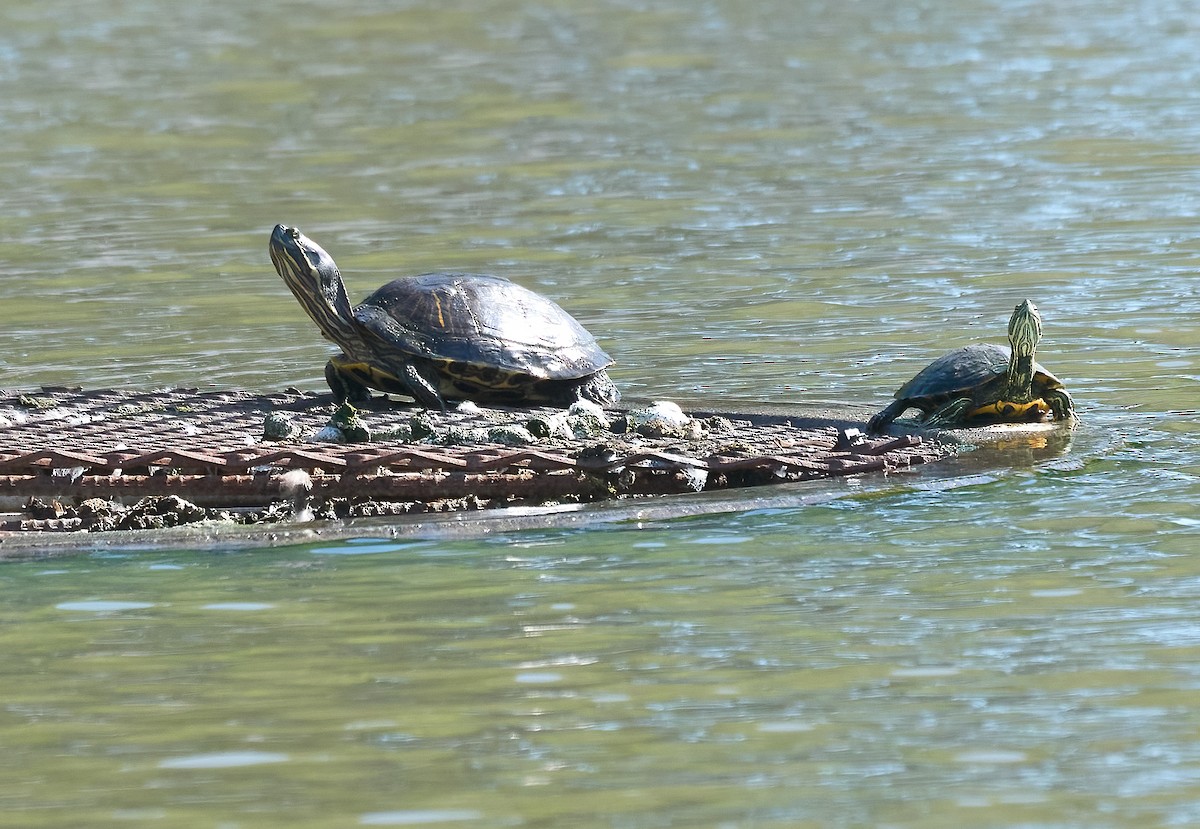 Red-eared Slider - ML657214310