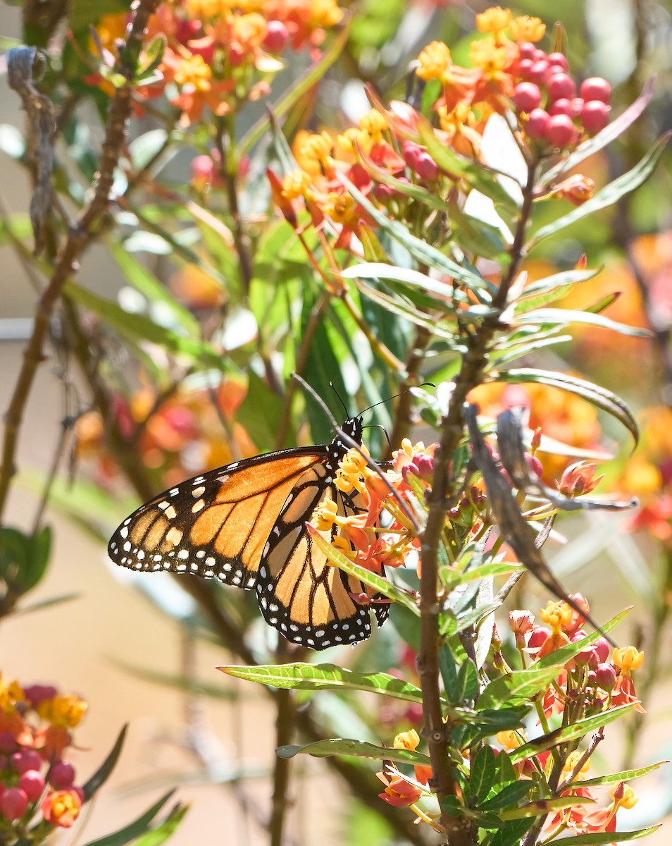 Monarch - ML657214312