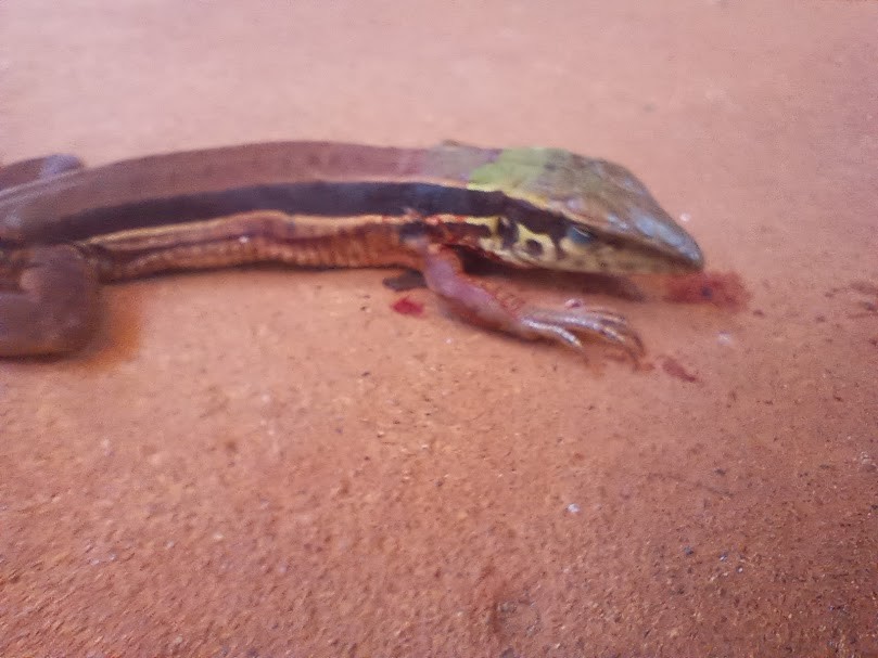 Giant Ameiva - ML657214314