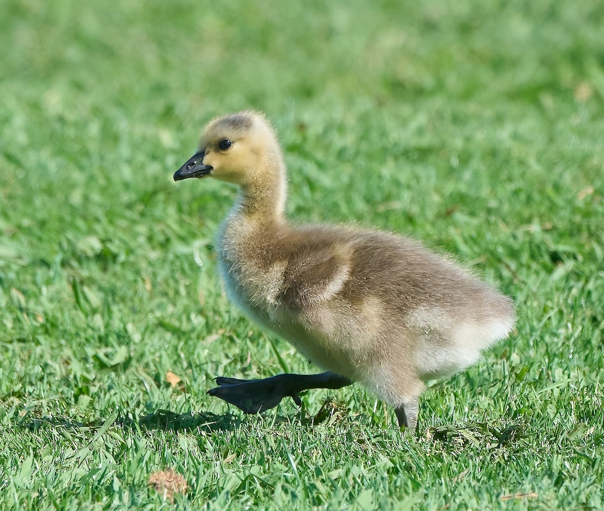 Canada Goose - ML657214333