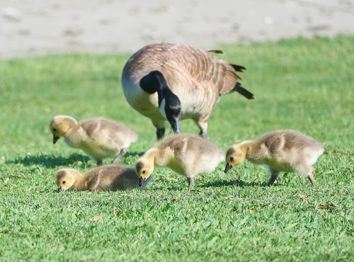 Canada Goose - ML657214336