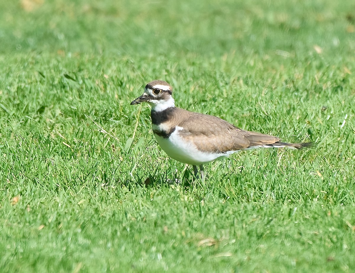 Killdeer - ML657214378