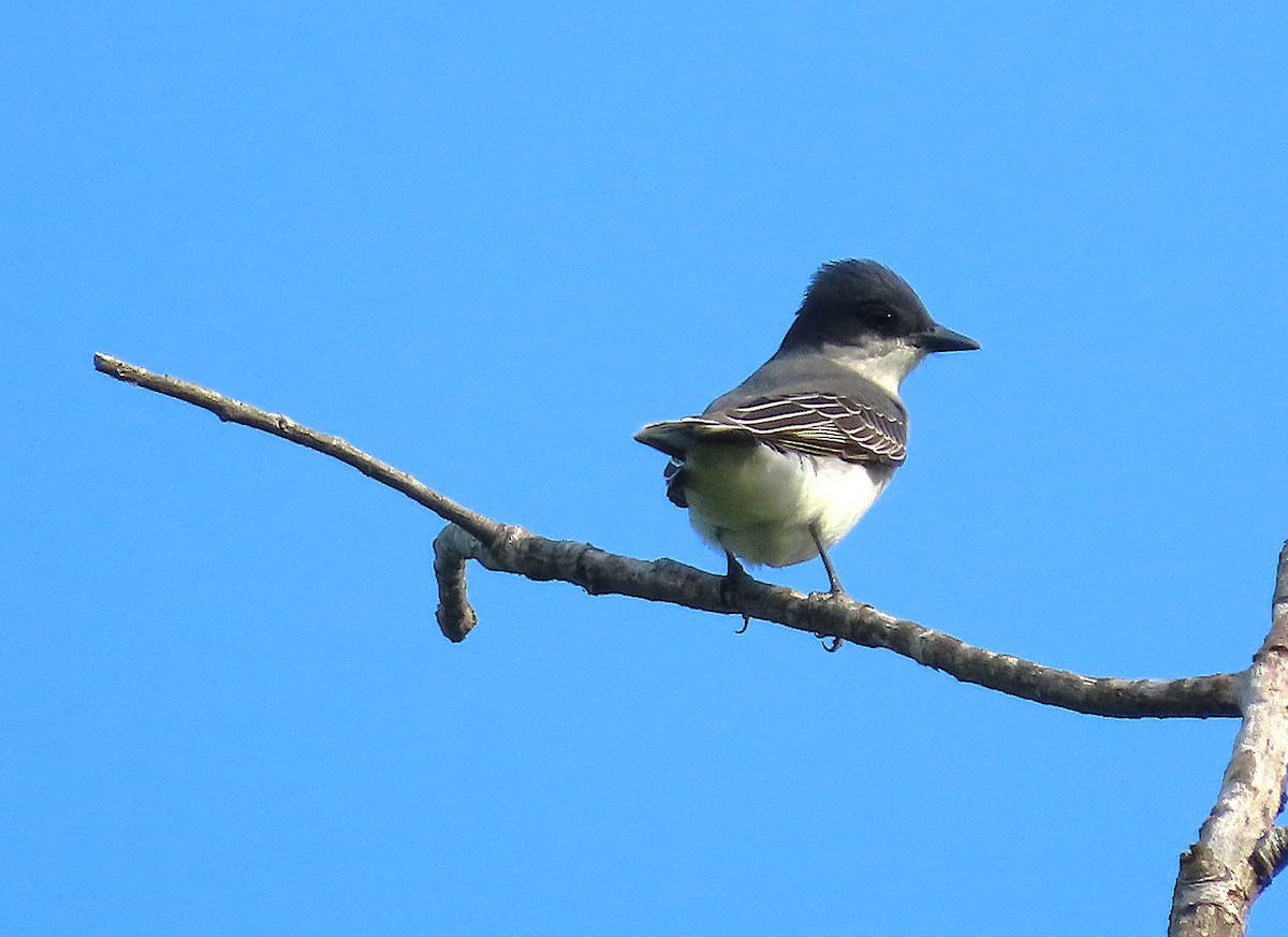 Eastern Kingbird - ML657214397
