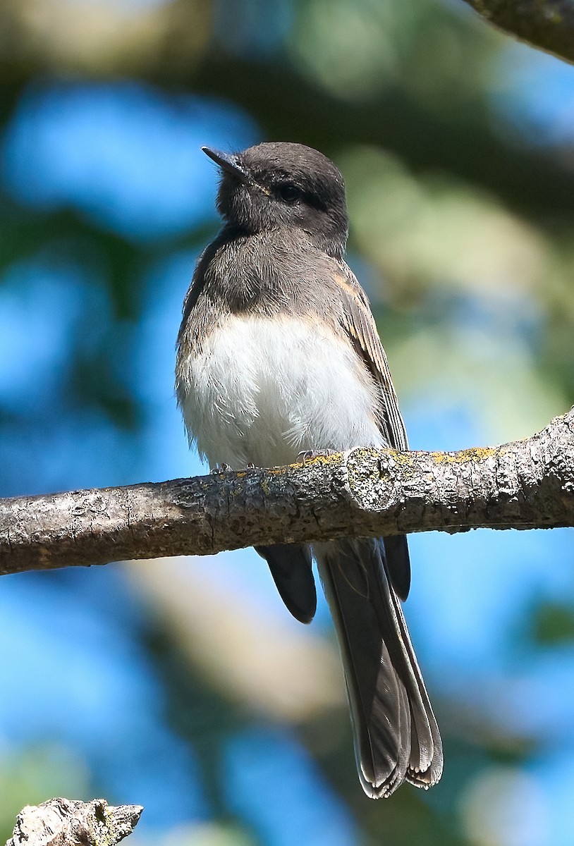 Black Phoebe - ML657214398