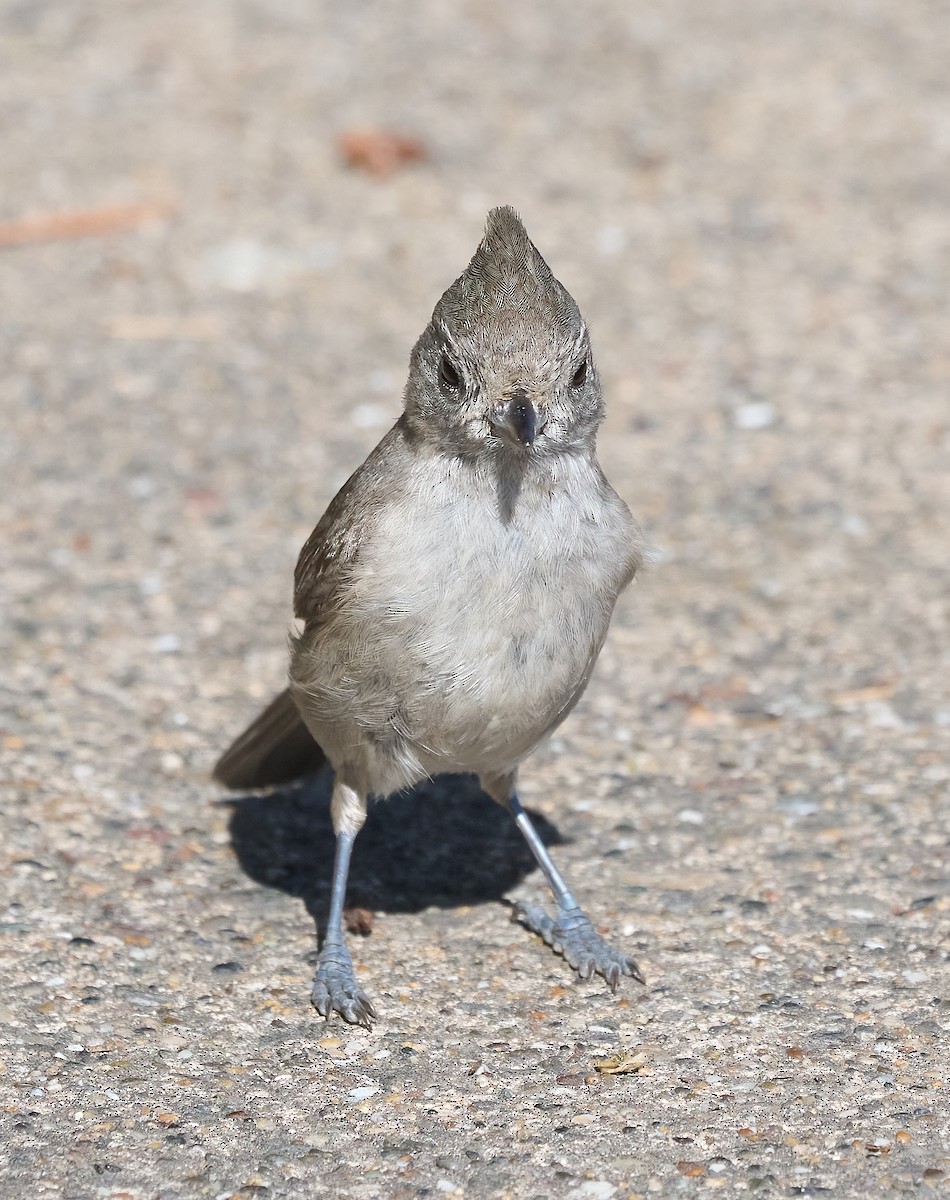 Oak Titmouse - ML657214423