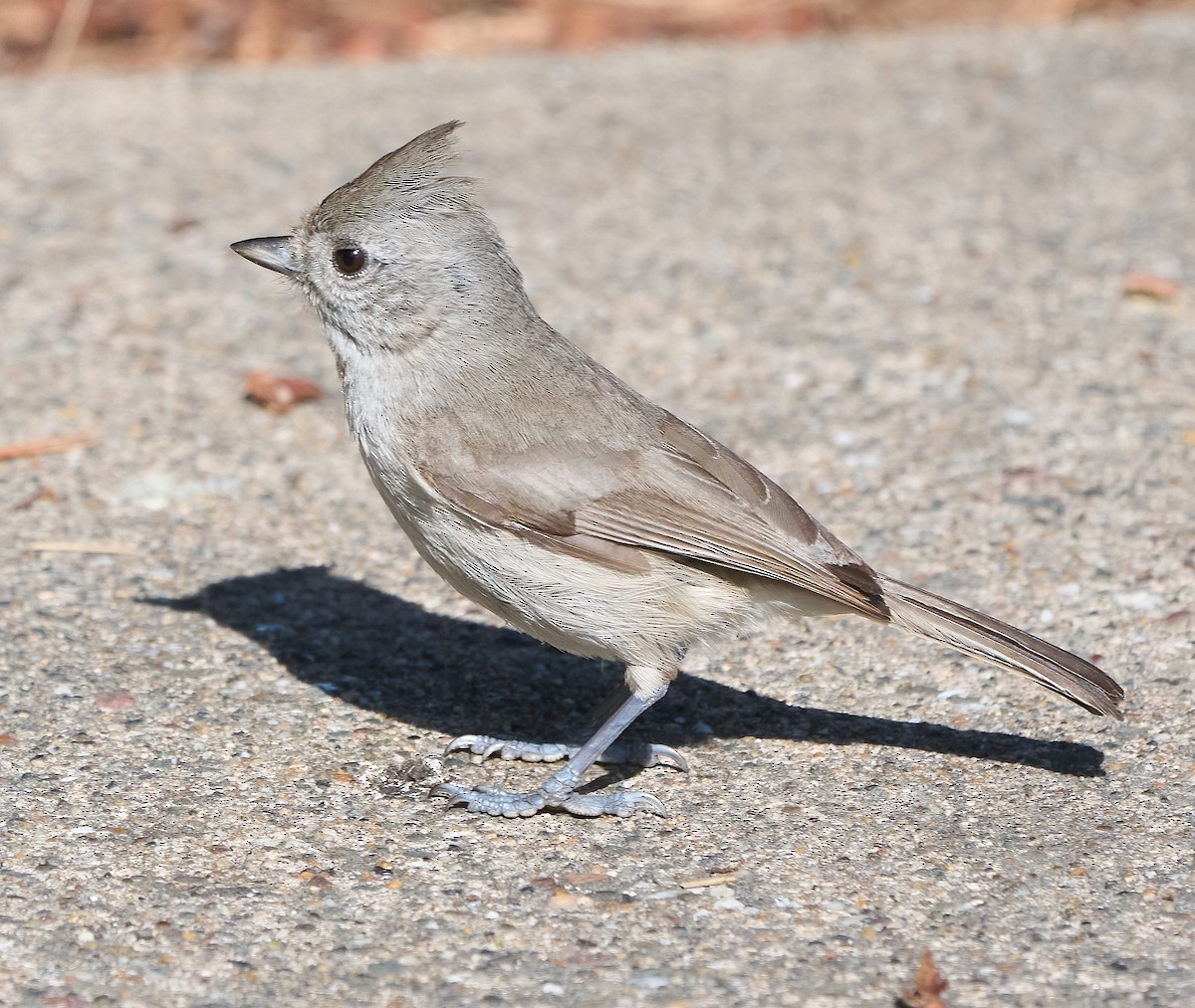 Oak Titmouse - ML657214424