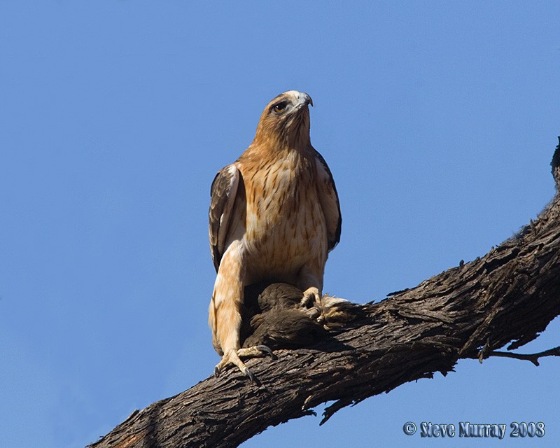 Águila Chica - ML65721451