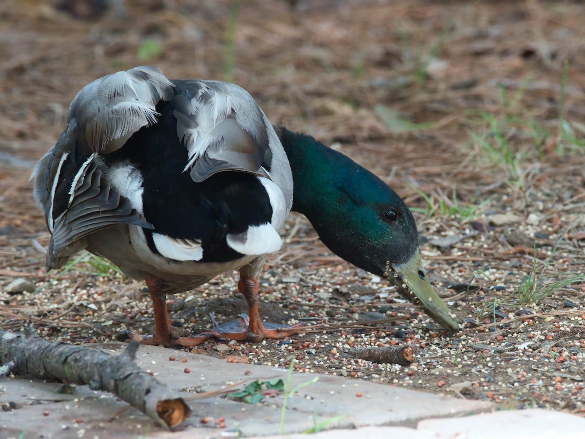 Mallard - ML657214616