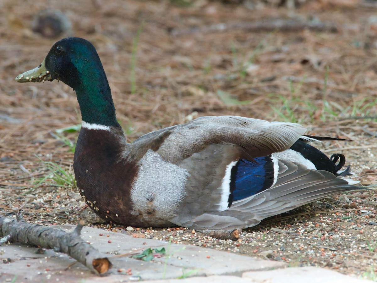Mallard - ML657214617