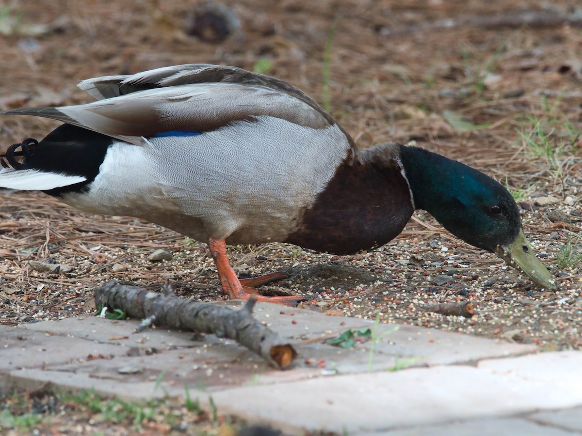 Mallard - ML657214619