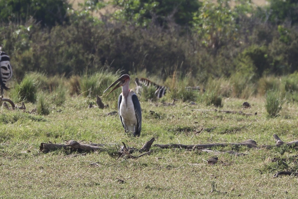 Marabou Stork - ML657214692