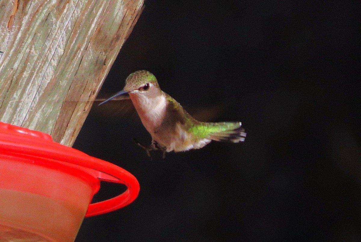 Ruby-throated Hummingbird - ML657215169