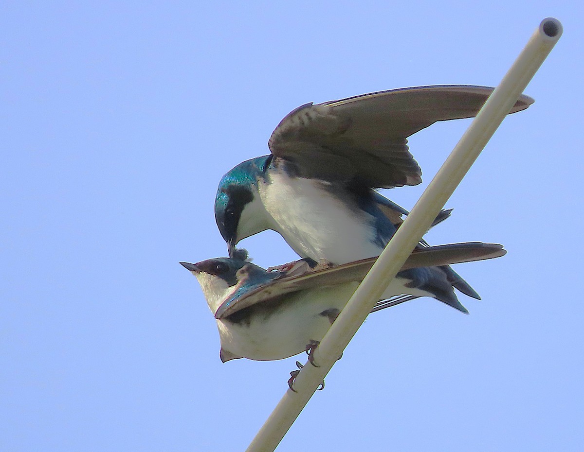 Tree Swallow - ML657215201