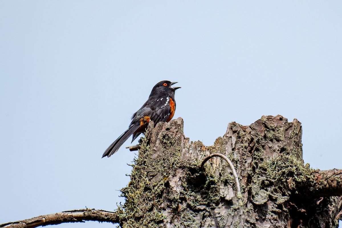 Spotted Towhee - ML657215250