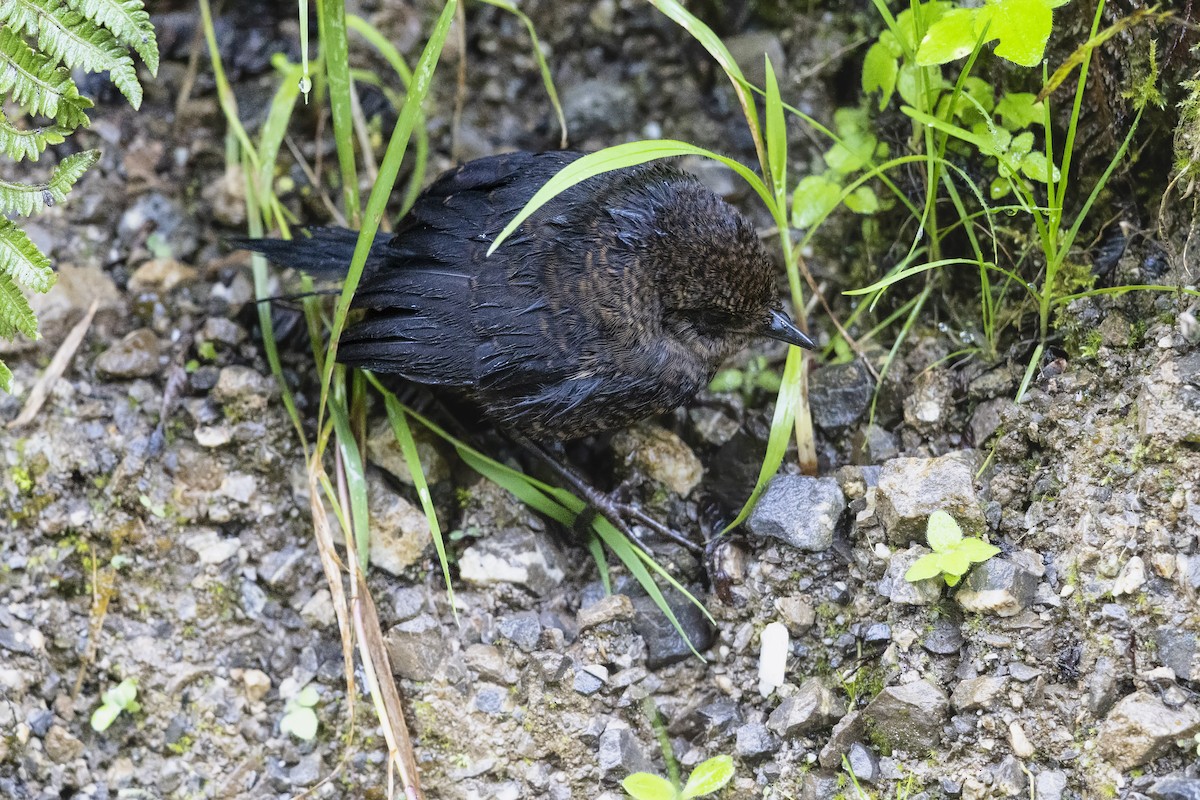 Rufous-vented Tapaculo - ML657215578