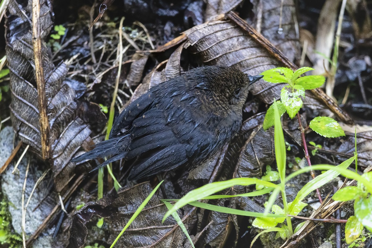 Rufous-vented Tapaculo - ML657215579