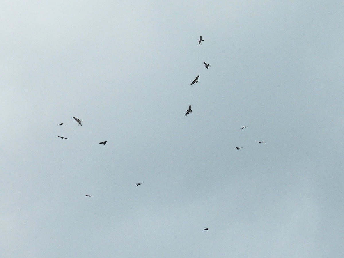European Honey-buzzard - ML657216319