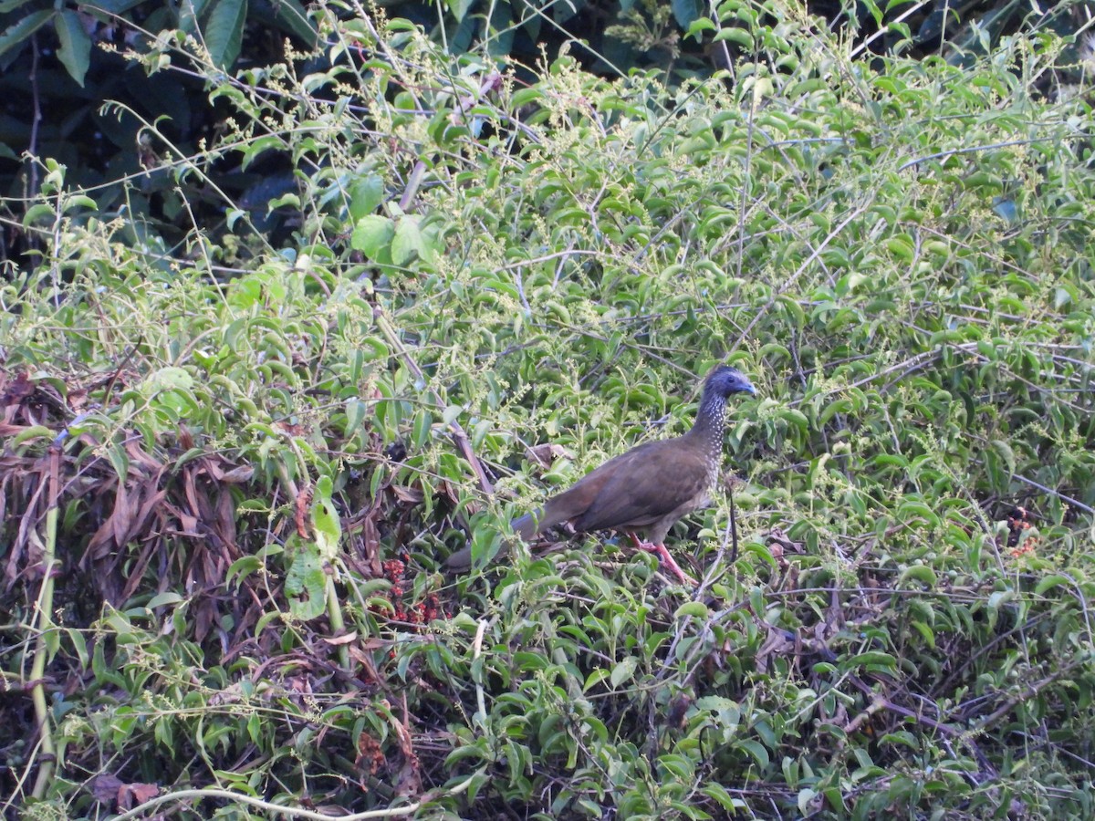 eBird Checklist - 9 May 2026 - Carretera Puente Victoria _Auvernia - 15 ...