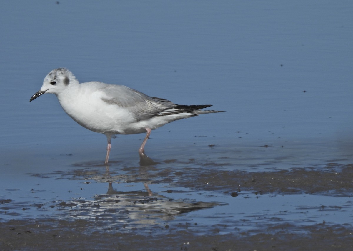 שחף אמריקני - ML657217323