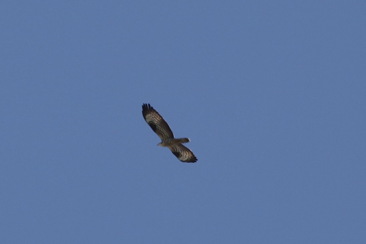 European Honey-buzzard - ML657217783