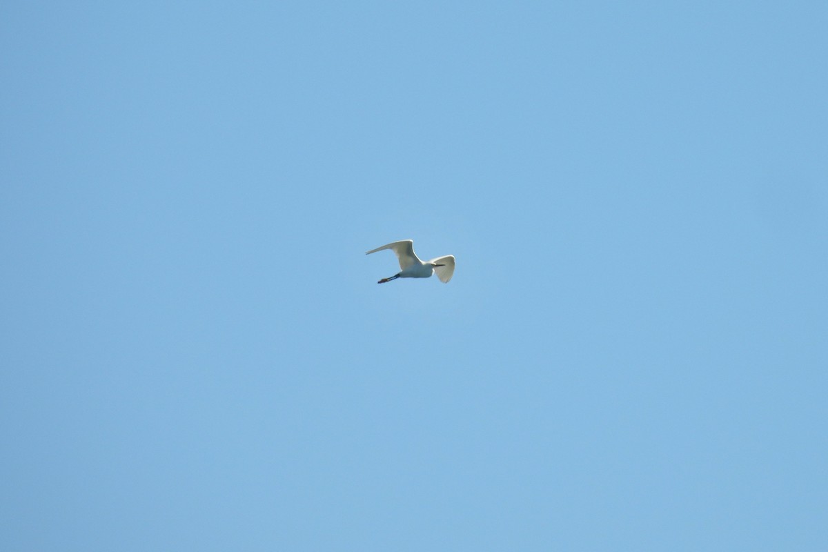 Snowy Egret - ML657218016