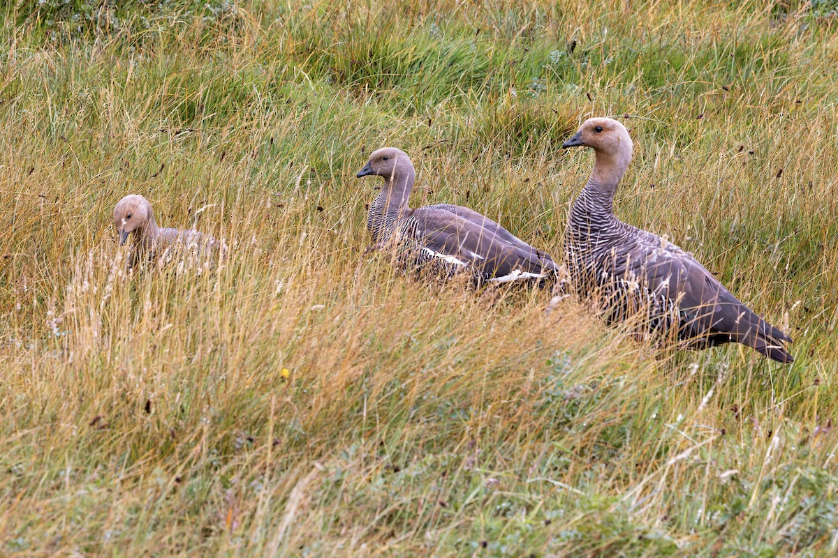 Upland Goose - ML657219188