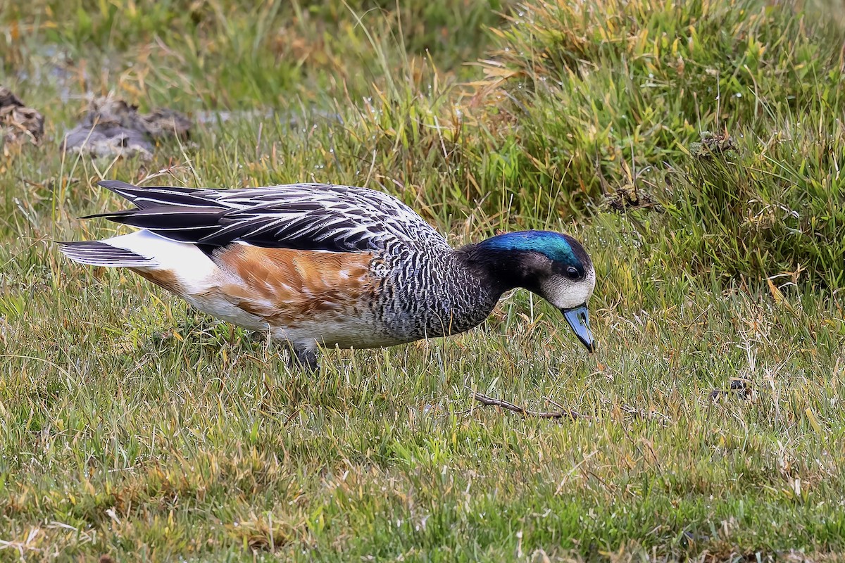 Chiloe Wigeon - ML657219284