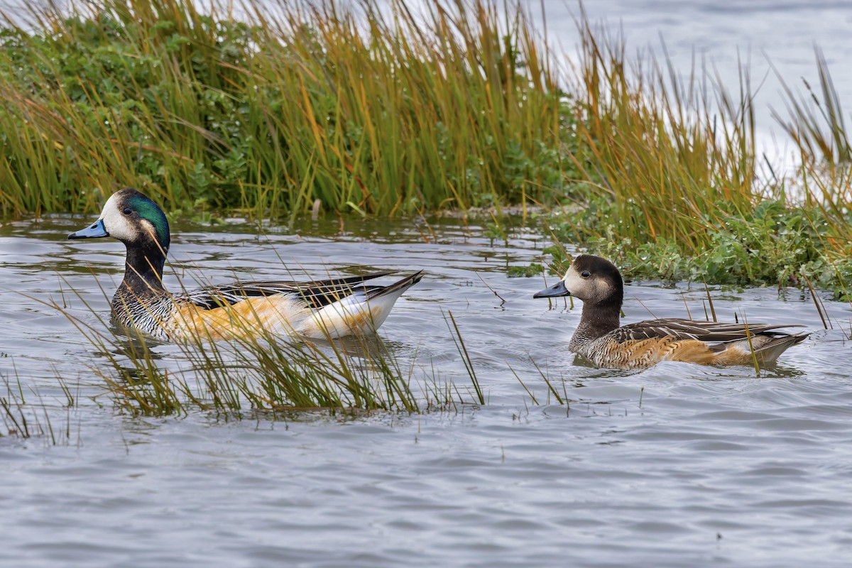 Chiloe Wigeon - ML657219285