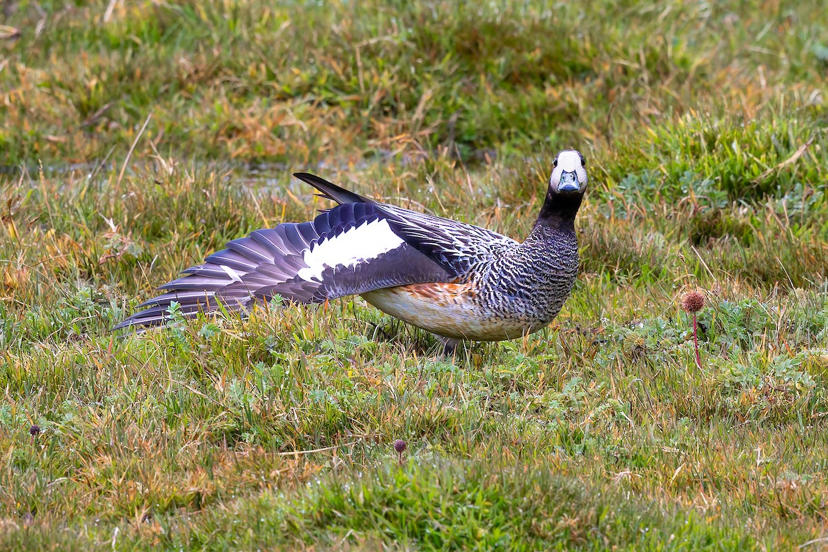 Chiloe Wigeon - ML657219286