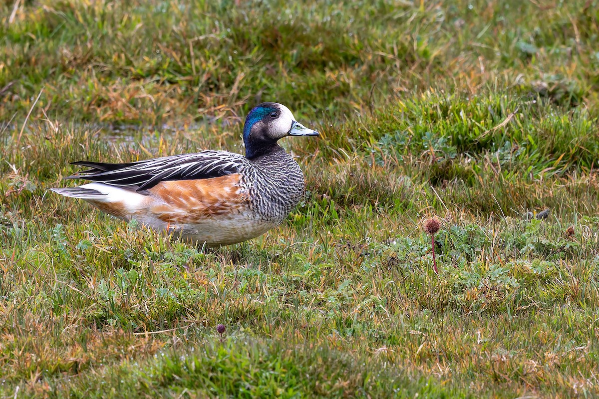 Chiloe Wigeon - ML657219287