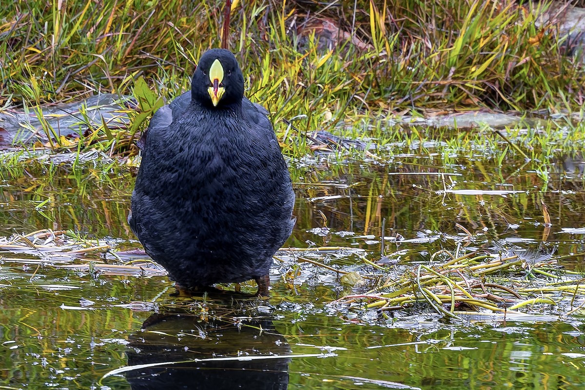 Red-gartered Coot - ML657219316