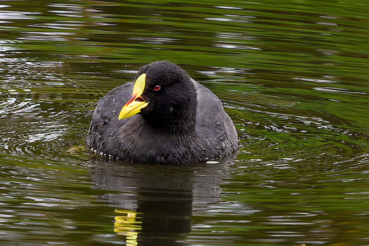 Red-gartered Coot - ML657219318