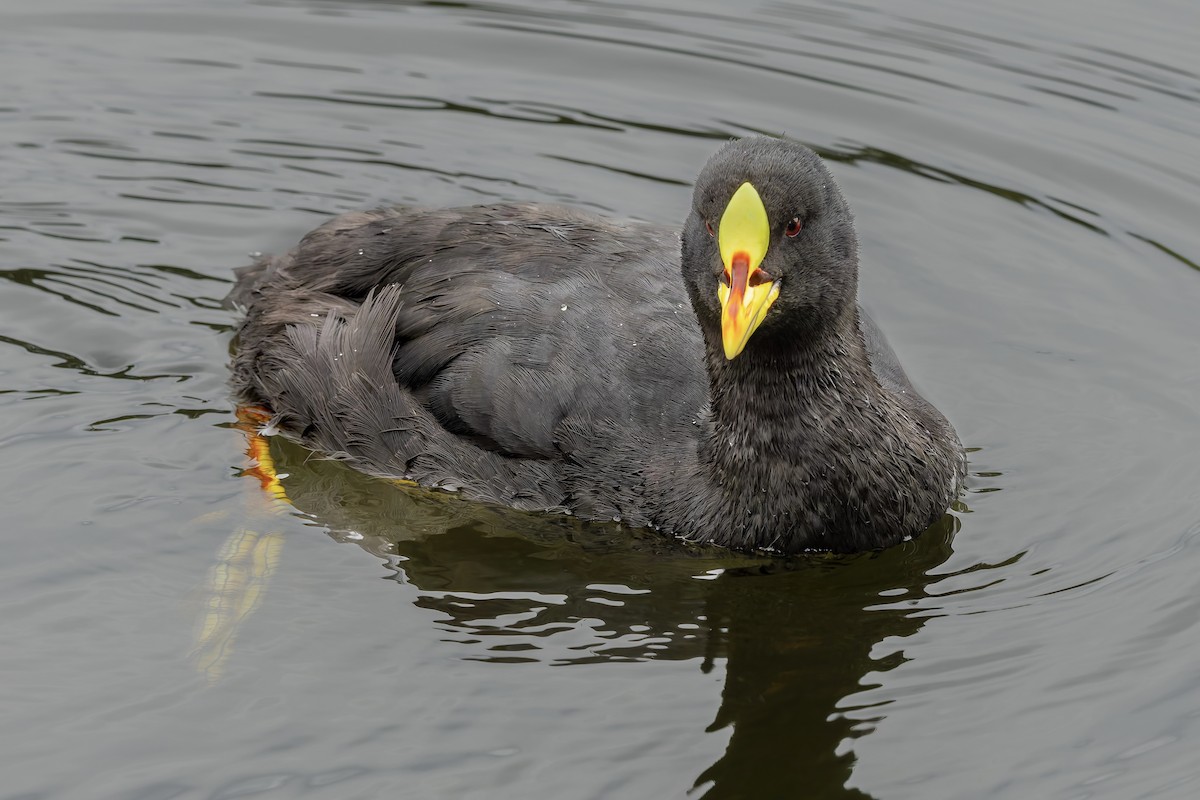 Red-gartered Coot - ML657219319