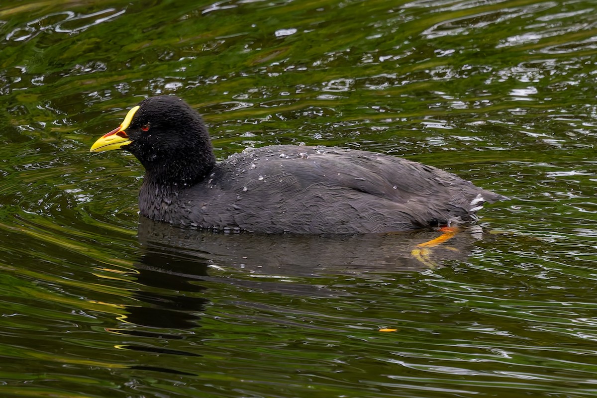 Red-gartered Coot - ML657219320