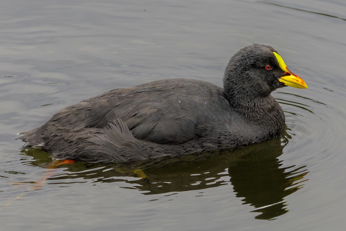 Red-gartered Coot - ML657219322