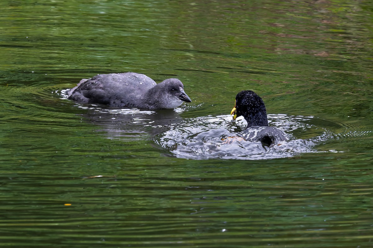 Red-gartered Coot - ML657219323