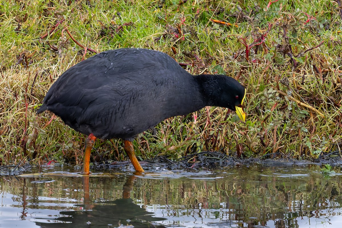 Red-gartered Coot - ML657219327