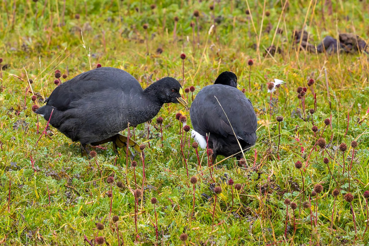 Red-gartered Coot - ML657219332