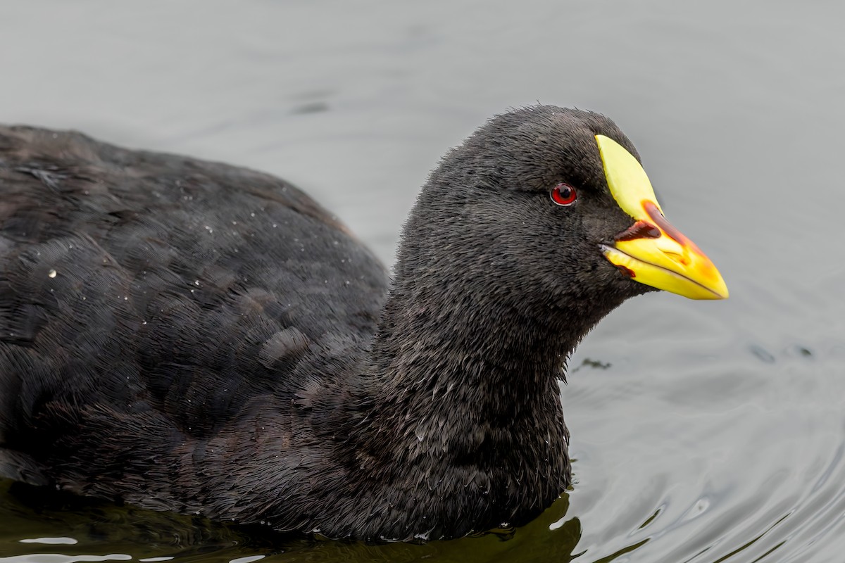 Red-gartered Coot - ML657219333