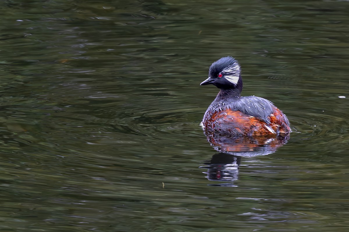 White-tufted Grebe - ML657219382