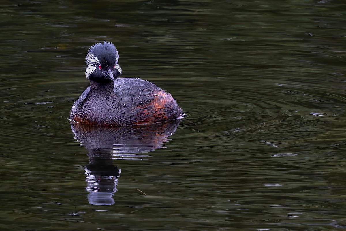 White-tufted Grebe - ML657219383