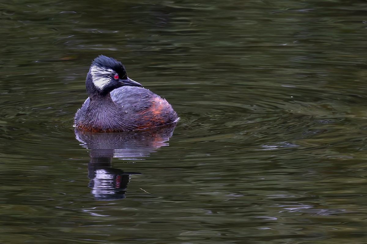 White-tufted Grebe - ML657219384