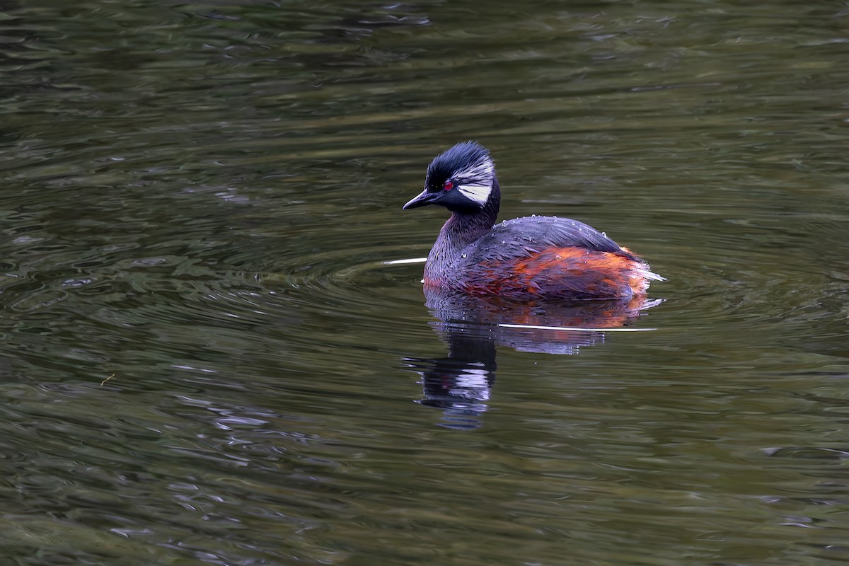 White-tufted Grebe - ML657219385
