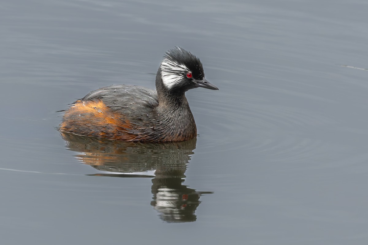 White-tufted Grebe - ML657219387