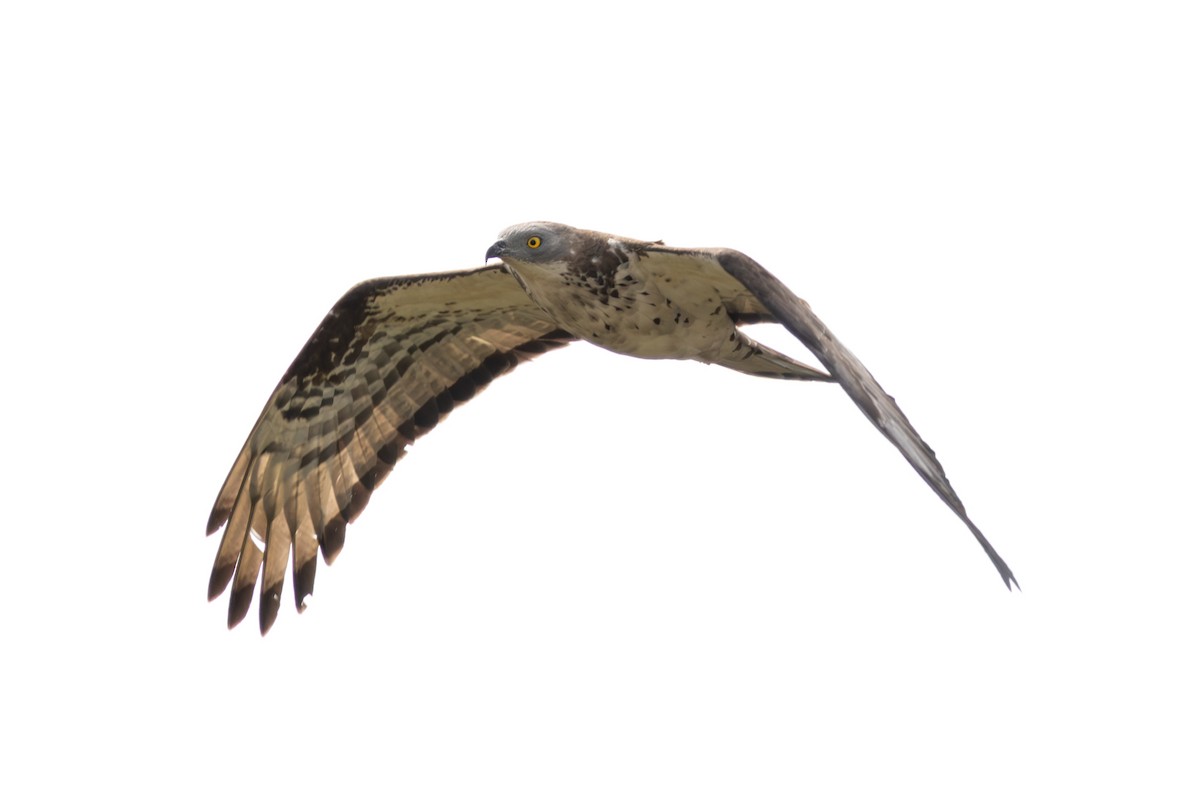 European Honey-buzzard - ML657219782