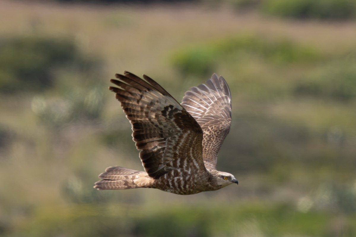 European Honey-buzzard - ML657219784